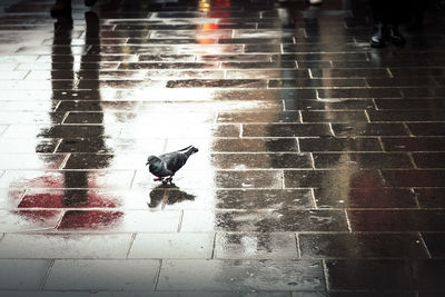 View of birds on wet street during rainy season