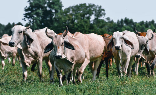Cows standing in a field