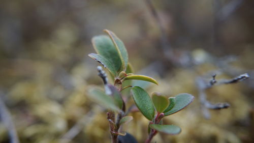 Close-up of green plant