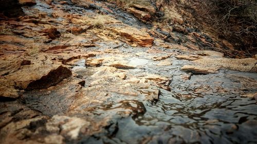 Full frame shot of tree at beach