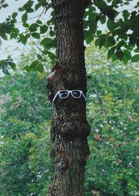 Close-up of tree trunk