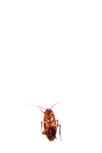 Close-up of insect on white background