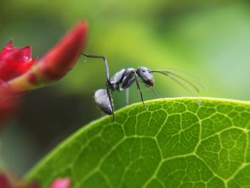 Close-up of ant on leaf