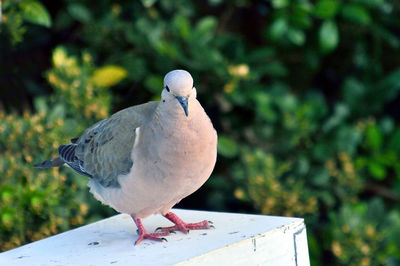 Close-up of bird perching outdoors