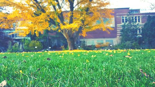 Plants growing on grassy field