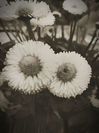 Close-up of white flowers