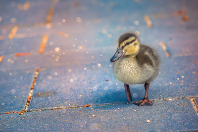 Close-up of young bird