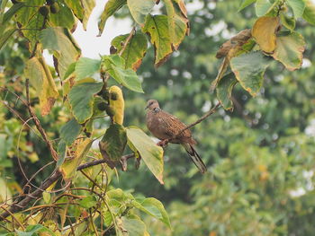 Bird perching on a tree