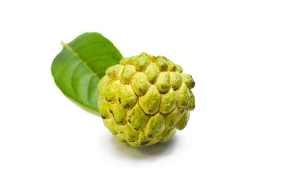 Close-up of green leaf against white background