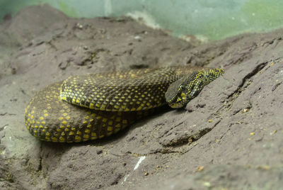 Close-up of lizard on rock