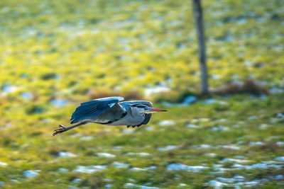 Side view of a bird flying