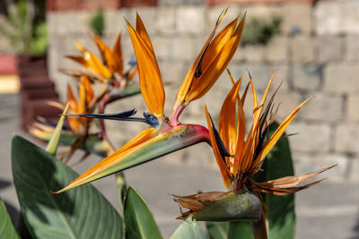 Close-up of flowering plant