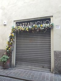 Potted plants on wall of building