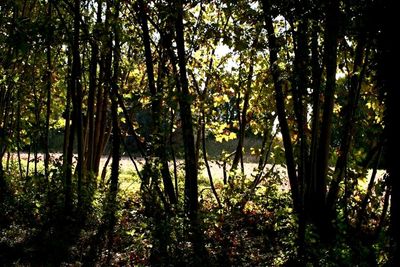 Trees in forest