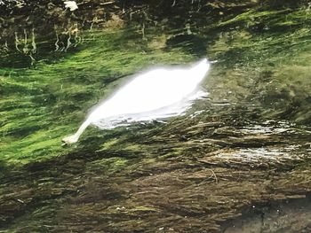 Close-up of waterfall in forest