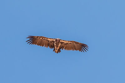 Low angle view of eagle flying against clear blue sky