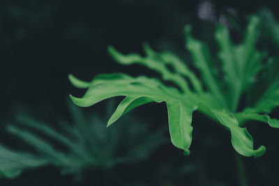 Close-up of fresh green plant