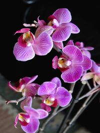 Close-up of flowers blooming against black background