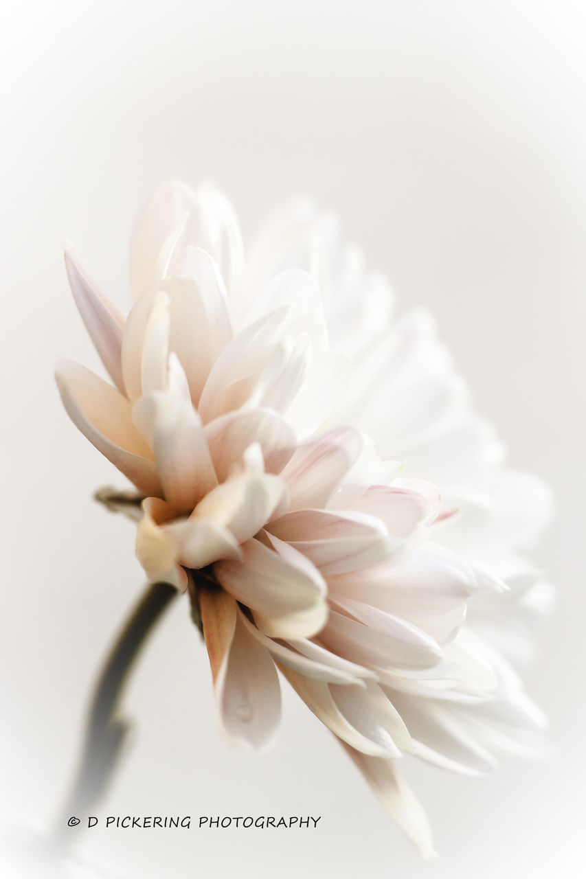 studio shot, white background, flower, close-up, freshness, petal, fragility, white color, flower head, copy space, white, indoors, nature, growth, text, no people, plant, beauty in nature, focus on foreground, still life