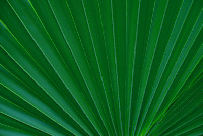 Closeup nature view of palm leaves background, dark tone concept.