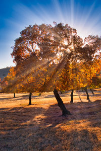 Trees on field against sky during autumn