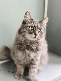 Close-up portrait of a cat