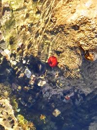 High angle view of crab swimming in sea