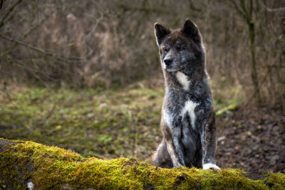 Dog sitting on mossy rock