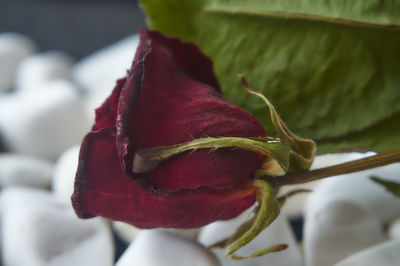 Close-up of flower