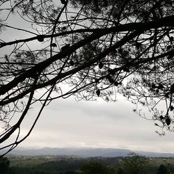 Low angle view of bare tree against sky