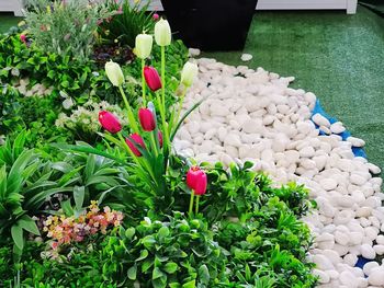 High angle view of flowering plants