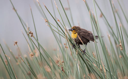 Bird perching on a plant