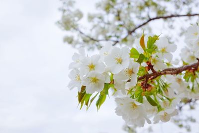 Low angle view of white flowers blooming on tree