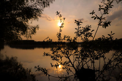 Silhouette plants by lake against sky during sunset