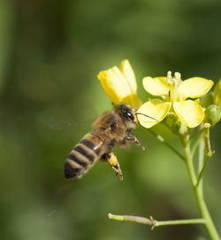 Close-up of bee on flower