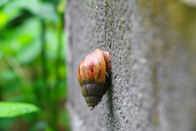 Close-up of crab on tree trunk