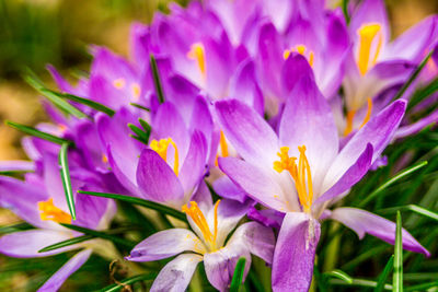 Close-up of purple crocus flowers