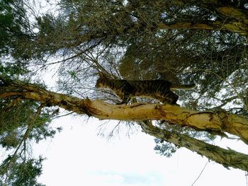 Low angle view of a tree