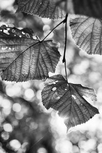 Close-up of leaves