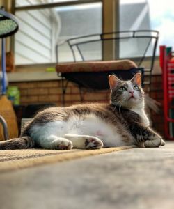 Cat resting at home