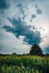 Scenic view of grassy field against sky