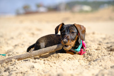 Portrait of dog on beach