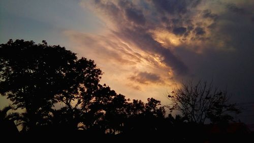 Silhouette of trees at sunset