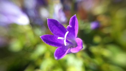 Close-up of purple flower blooming outdoors