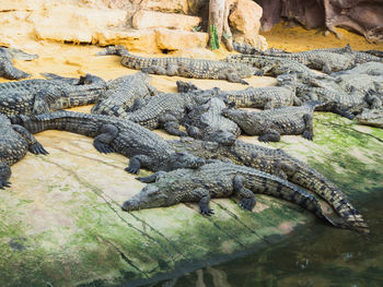 Crocodiles in the farm of crocodiles at pierrelatte in the department of drôme in france