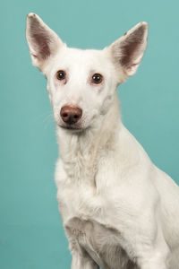 Close-up portrait of white dog against blue background