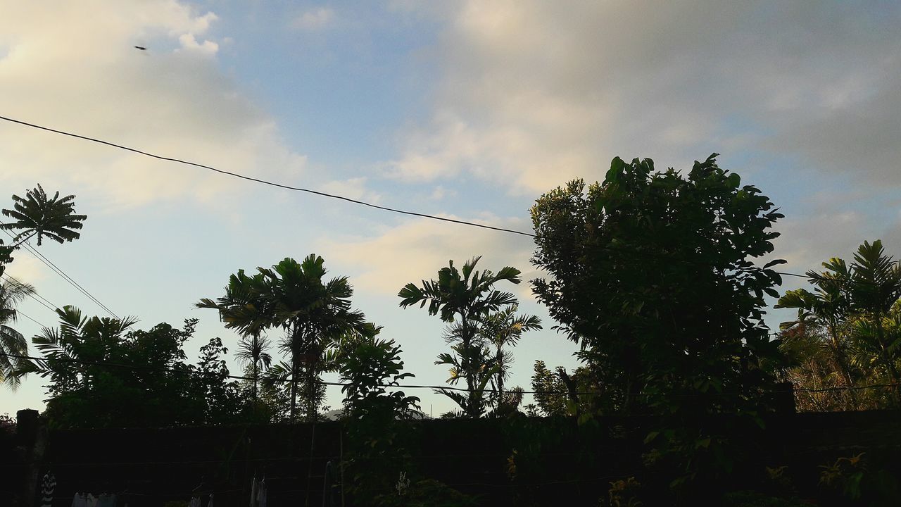 tree, nature, no people, beauty in nature, growth, outdoors, low angle view, sky, day, large group of animals