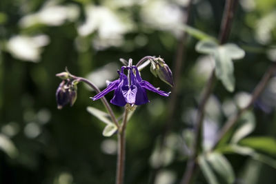 Close-up of purple flowering plant