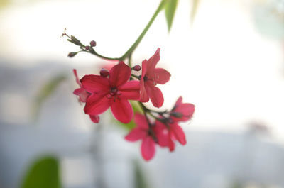 Close-up of red flowers blooming on tree