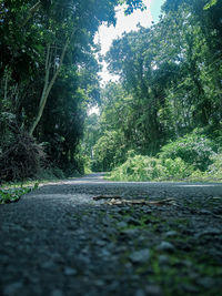 Surface level of road amidst trees in forest